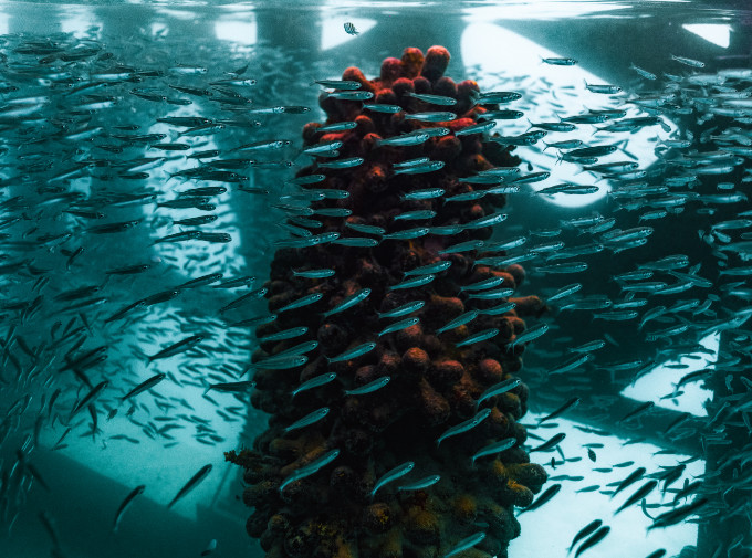 Coralarium Coralarium