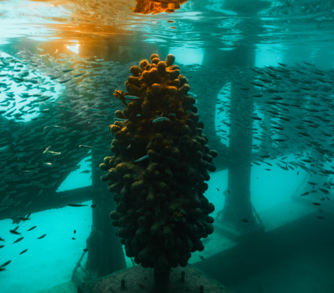 Coralarium Coralarium