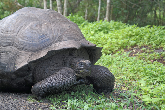 ecu_galapagos_santacruz_hochland_02_c_sat_ad © SAT