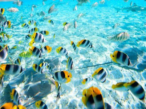 Tahiti Yacht Charter