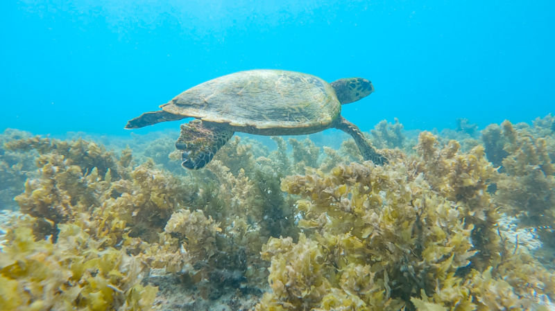 Seychelles Seychelles