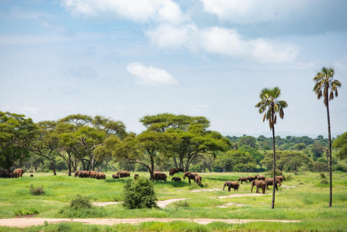 Tarangire Nationalpark Tarangire Nationalpark