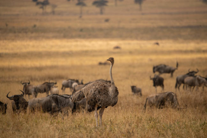 Tarangire Nationalpark Tarangire Nationalpark