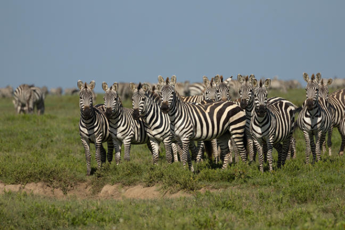 Nördliche Serengeti Nördliche Serengeti