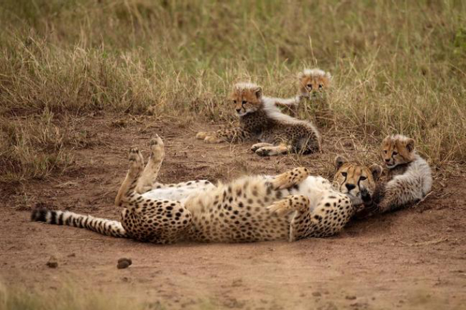 Zentrale Serengeti Zentrale Serengeti