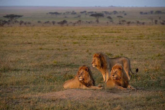 Zentrale Serengeti Zentrale Serengeti