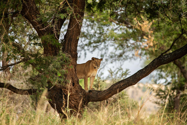 Tarangire Nationalpark Tarangire Nationalpark