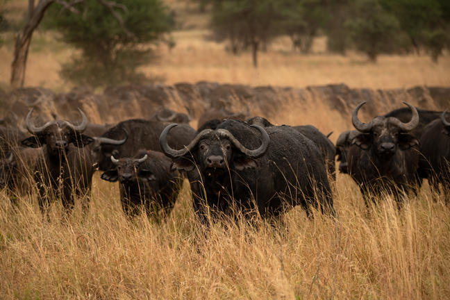 Tarangire Nationalpark Tarangire Nationalpark