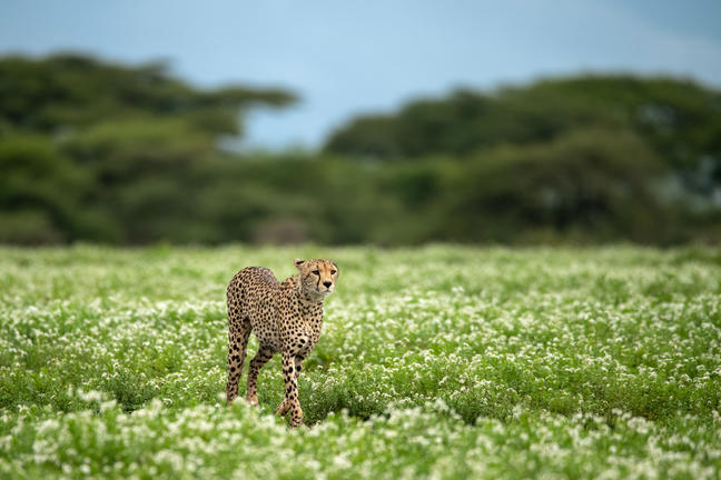 Südliche Serengeti Südliche Serengeti