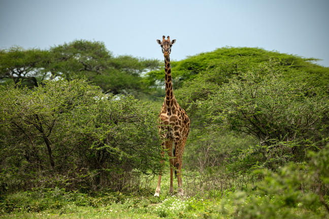 Südliche Serengeti Südliche Serengeti