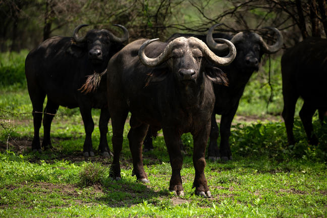 Südliche Serengeti Südliche Serengeti