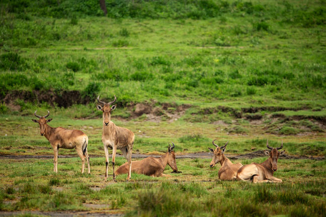 Südliche Serengeti Südliche Serengeti