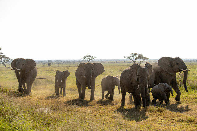 Zentrale Serengeti Zentrale Serengeti