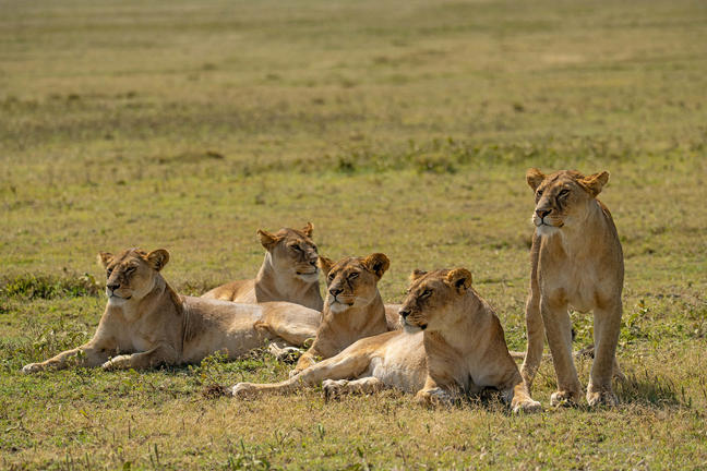 Zentrale Serengeti Zentrale Serengeti