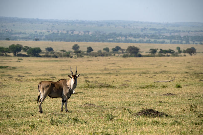 Zentrale Serengeti Zentrale Serengeti