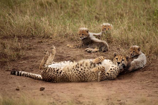 Zentrale Serengeti Zentrale Serengeti