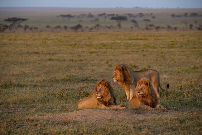 Zentrale Serengeti Zentrale Serengeti