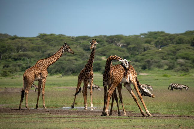 Lake Manyara Nationalpark Lake Manyara Nationalpark